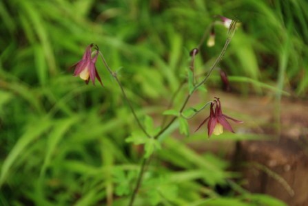 ファイル 266-5.jpg