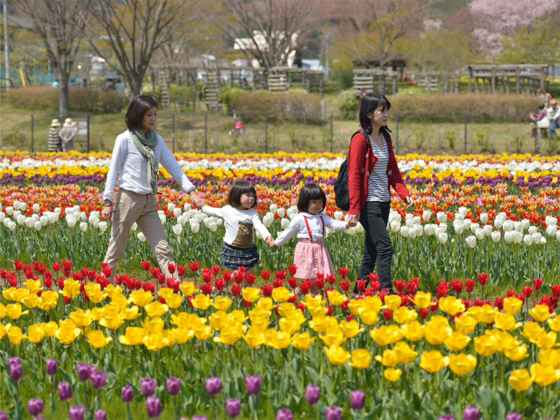 秦野戸川公園チューリップ花壇