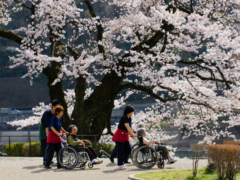 津久井湖城山公園桜