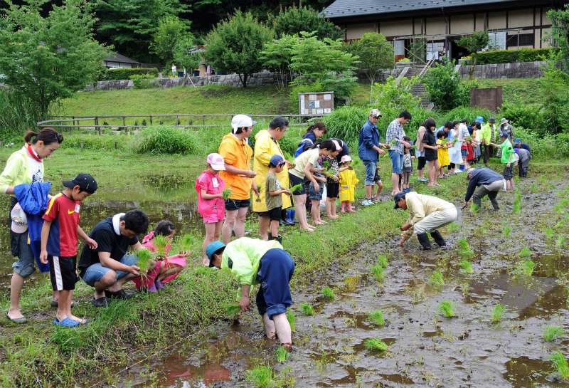 座間谷戸山公園田植え体験