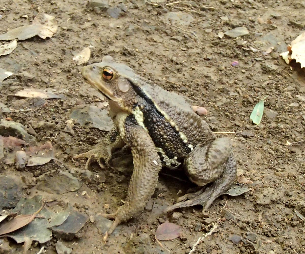 アズマヒキガエル