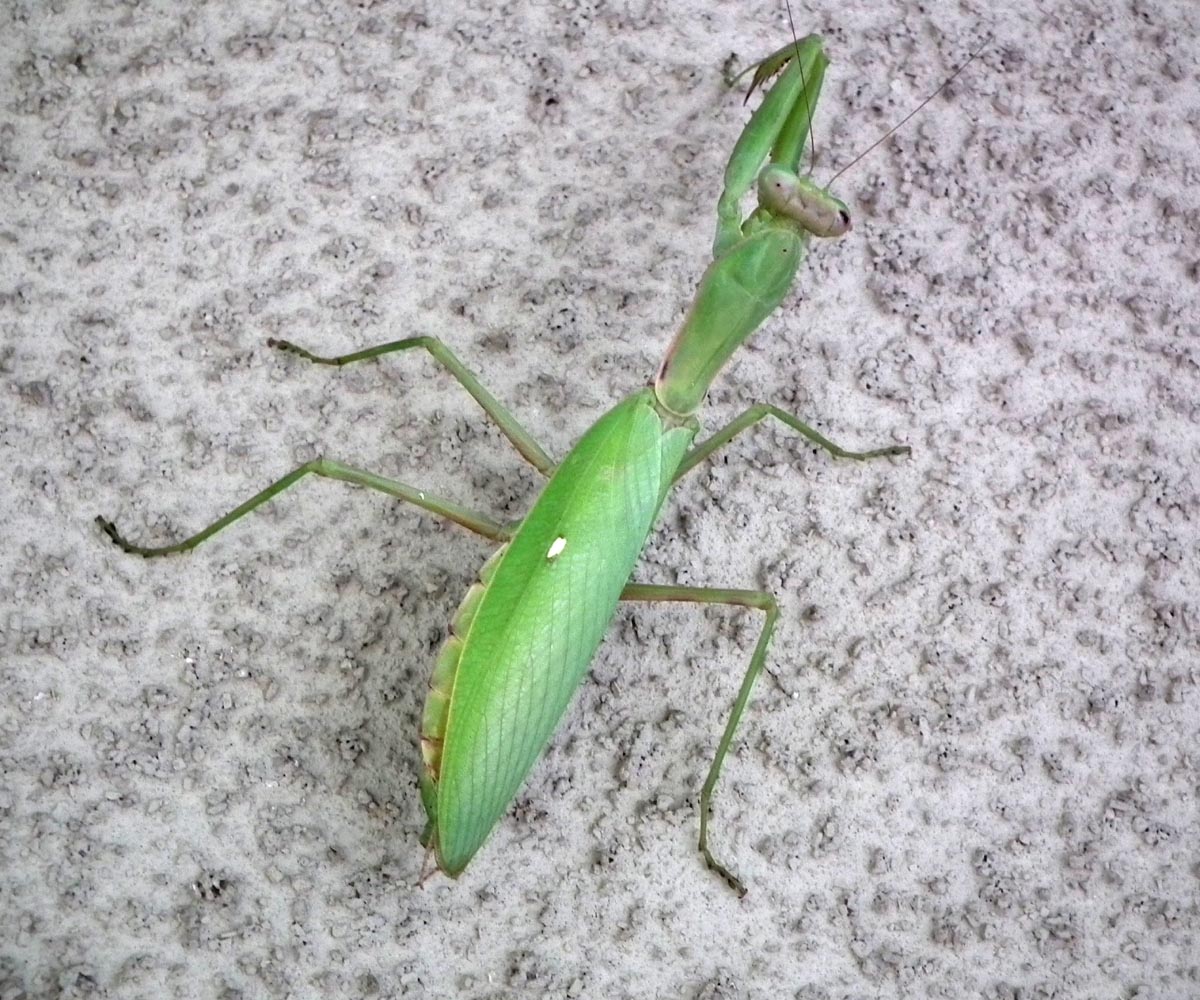 ハラビロカマキリ(夏~秋)