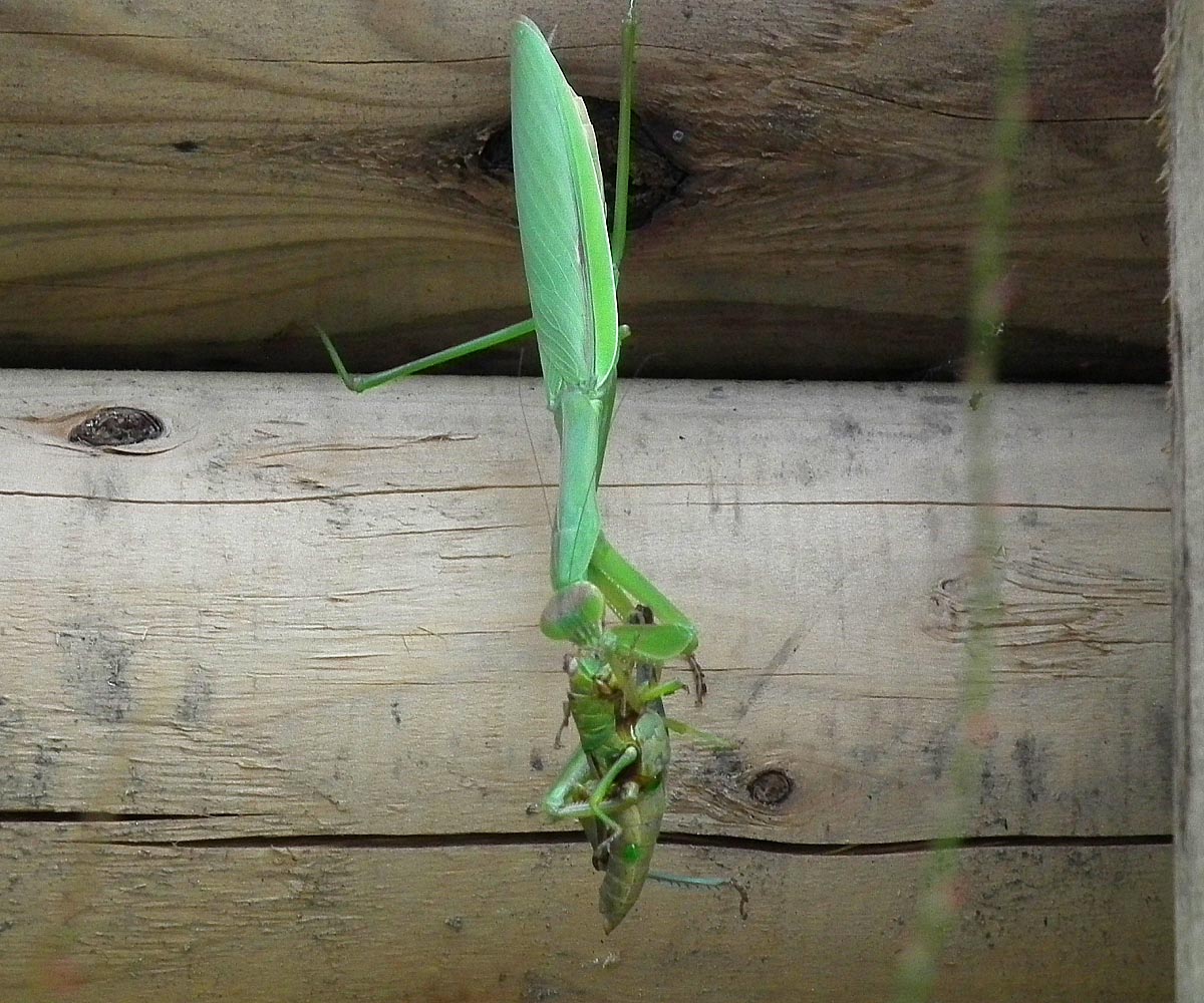 オオカマキリ(夏~秋)