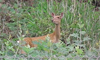ニホンジカ