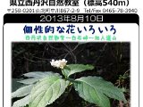 tanzawa_shuhen130808b.jpg