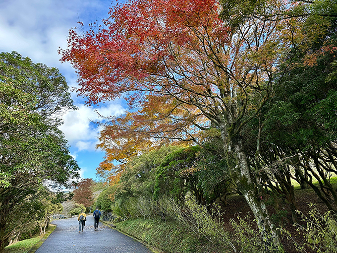 秋の公園散策