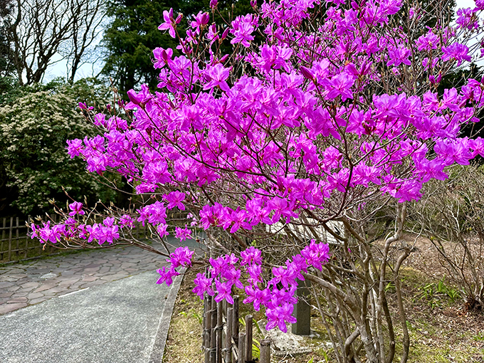 ミツバツツジ