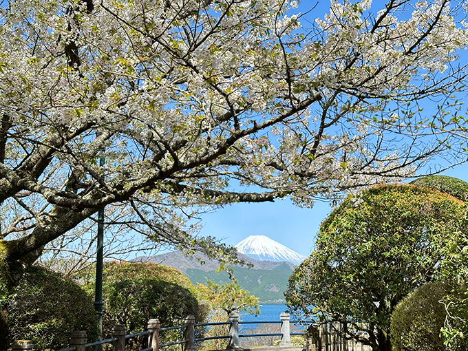 オオシマザクラ