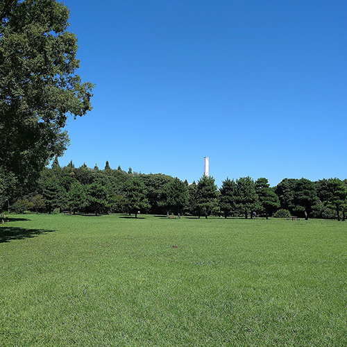 Portfolio Image