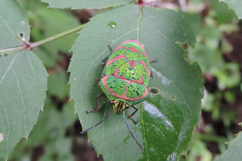 アカスジキンカメムシ