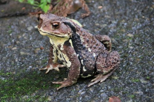 アズマヒキガエル