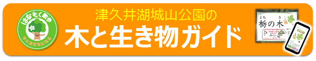 はなもく
