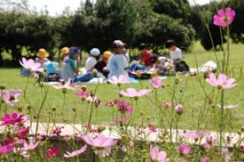 公園の花