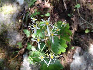 恩賜箱根公園