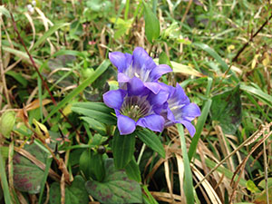 恩賜箱根公園