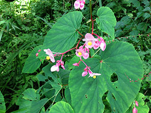 恩賜箱根公園