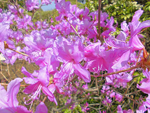 恩賜箱根公園