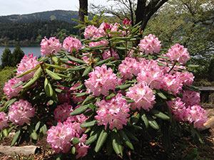 恩賜箱根公園