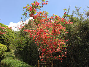 恩賜箱根公園