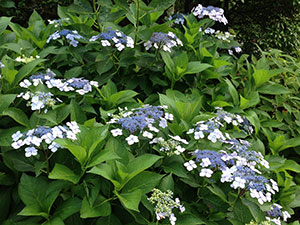 恩賜箱根公園