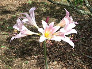 恩賜箱根公園