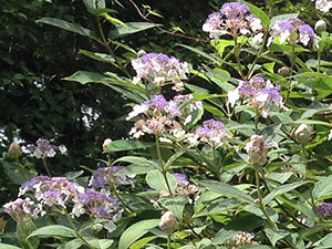 恩賜箱根公園
