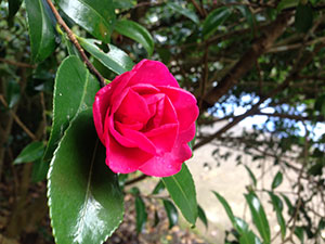 恩賜箱根公園