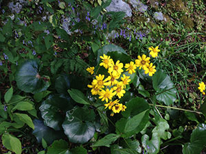 恩賜箱根公園