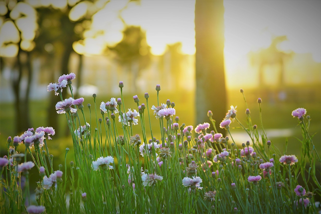 朝の陽ざしに照らされる花々