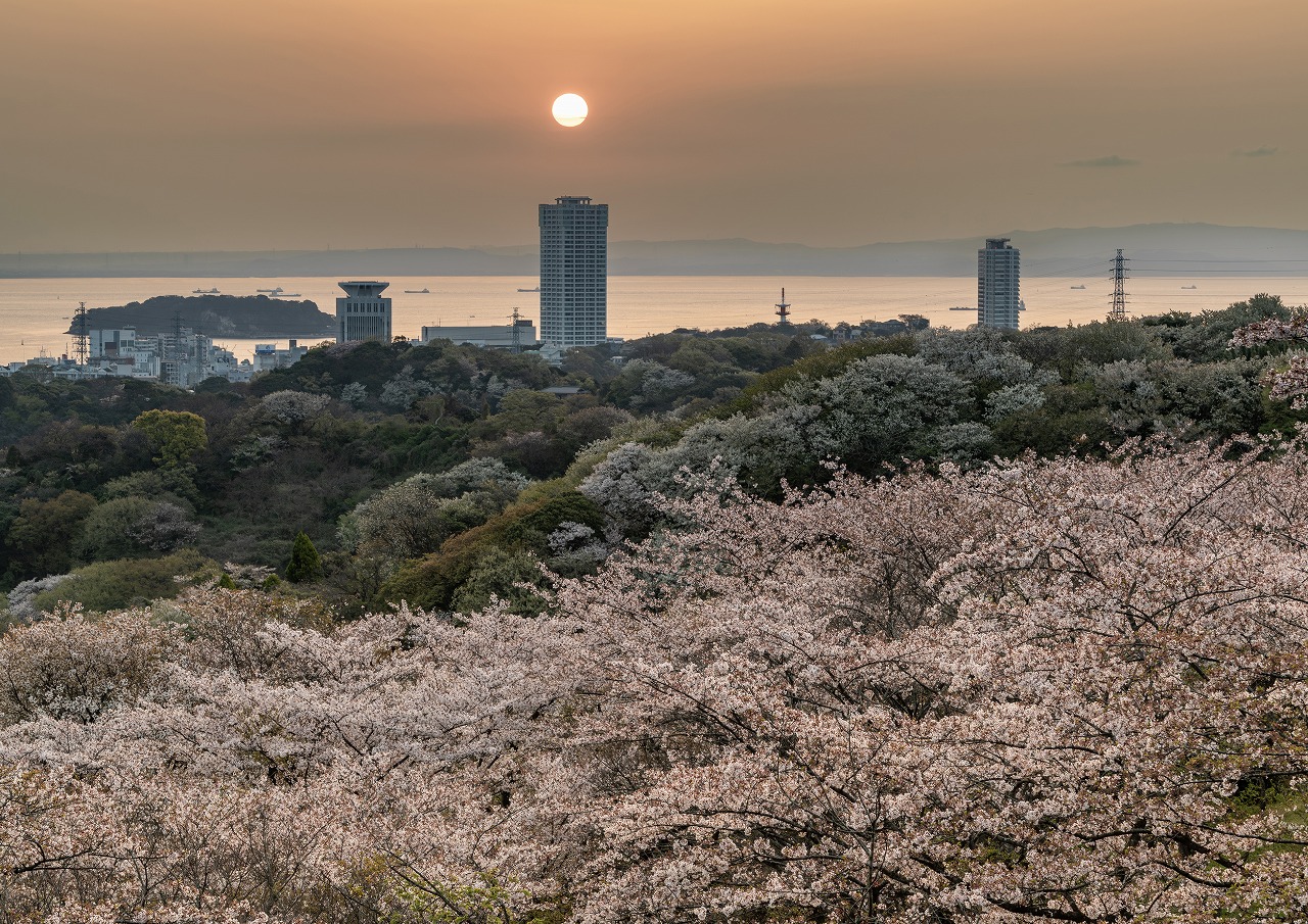 桜を手前に街と海が広がっている。ビルの上に朝日が昇っている