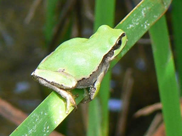 ニホンアマガエル